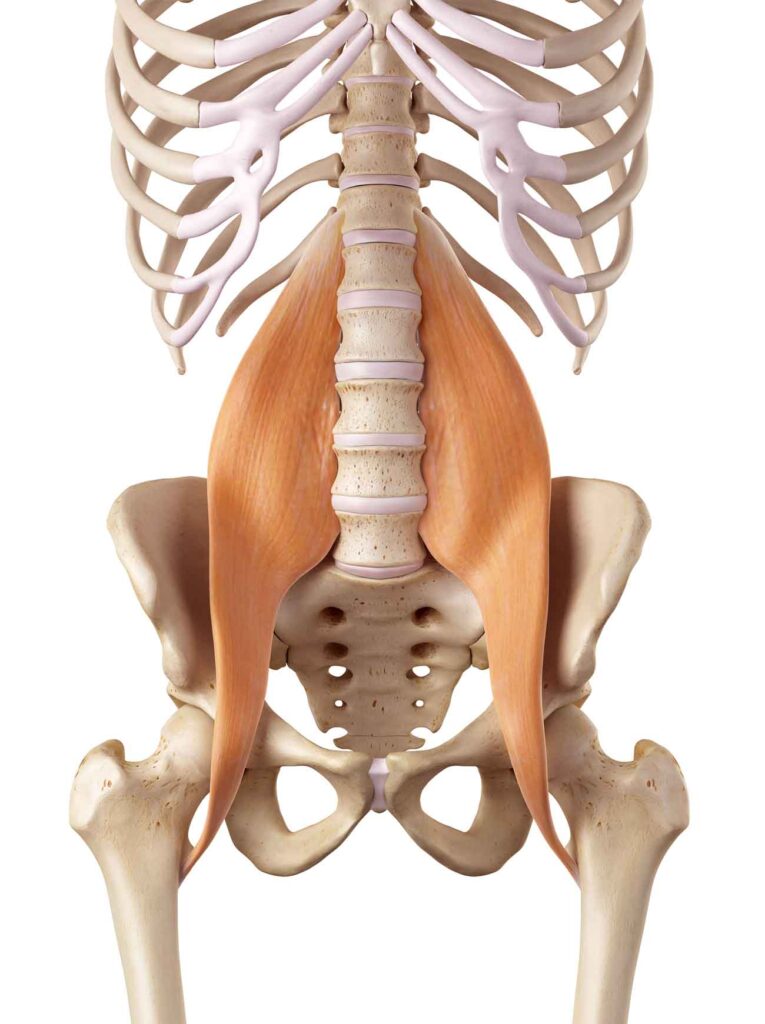 Anatomia del muscolo psoas nella zona lombare e bacino