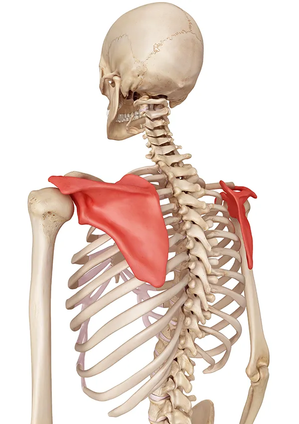 Illustrazione anatomica della scapola che mostra retrazione e protrazione nel cingolo scapolare