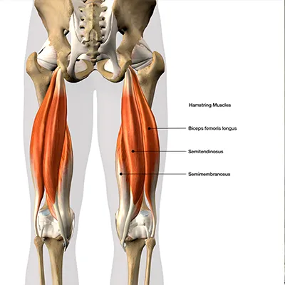 Anatomia dei muscoli ischiocrurali coinvolti nello Yoga Butt