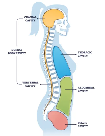 infografica sistema respiratorio