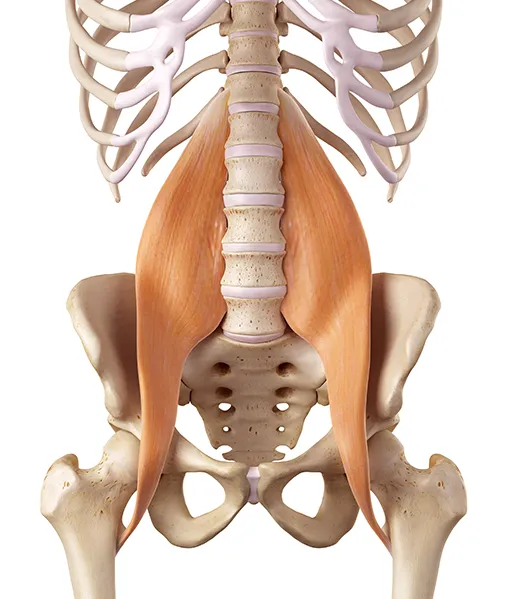 grafica dello psoas nella colonna vertebrale