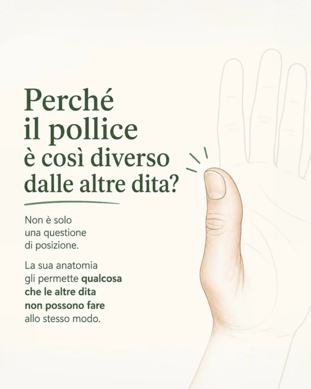 ✨ 

𝗜𝗟 𝗣𝗢𝗟𝗟𝗜𝗖𝗘 𝗡𝗢𝗡 È 𝗨𝗡 𝗗𝗜𝗧𝗢 𝗖𝗢𝗠𝗘 𝗚𝗟𝗜 𝗔𝗟𝗧𝗥𝗜

Il pollice ha solo due falangi, anziché tre, e soprattutto possiede una caratteristica che lo rende unico: l’articolazione trapezio-metacarpale, alla base del primo metacarpo, è un’articolazione a sella.

Questa particolare conformazione gli permette una grande libertà di movimento: flessione, estensione, abduzione, adduzione e opposizione.

Ed è proprio l’opposizione a fare la differenza: il pollice può portarsi di fronte alle altre dita e incontrarne i polpastrelli, rendendo possibili la presa di precisione, la pinza e moltissimi gesti fini della mano.

Afferrare una penna, abbottonare una camicia, girare una chiave, prendere un piccolo oggetto: gesti quotidiani che sembrano semplici, ma che dipendono da una biomeccanica sorprendentemente sofisticata.

Il pollice occupa poco spazio nella mano, ma ha un ruolo enorme nella sua funzione.

#anatomia #biomeccanica #pollice #mano #yogaanatomy
