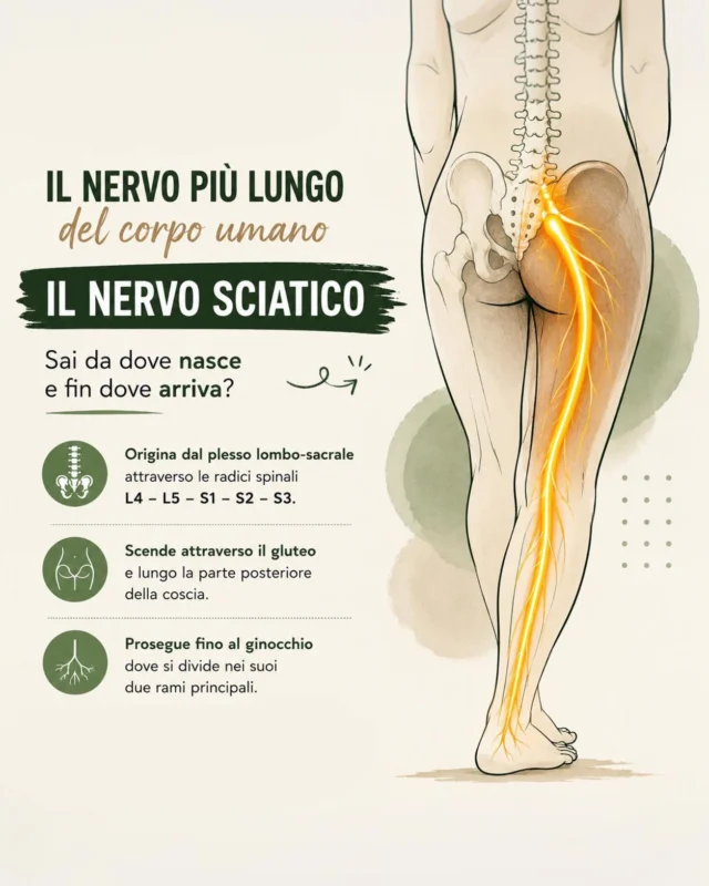 ✨

𝗜𝗟 𝗡𝗘𝗥𝗩𝗢 𝗦𝗖𝗜𝗔𝗧𝗜𝗖𝗢

Il nervo sciatico è il nervo più voluminoso del corpo umano e rappresenta una delle principali vie di comunicazione tra il sistema nervoso e l’arto inferiore.

Origina dal plesso lombo-sacrale, dalle radici L4–S3, attraversa la regione glutea e percorre la parte posteriore della coscia. In prossimità del ginocchio si divide nei suoi due grandi rami terminali: nervo tibiale e nervo fibulare comune.

È un nervo misto, perché contiene fibre motorie e sensitive.

Le fibre motorie innervano direttamente i muscoli posteriori della coscia e, attraverso i suoi rami terminali, partecipano al controllo della muscolatura della gamba e del piede.

Le informazioni sensitive provenienti da gran parte della gamba e del piede raggiungono invece il sistema nervoso centrale attraverso i suoi rami.

Una struttura anatomica affascinante: un’unica grande via nervosa lungo la quale viaggiano informazioni in entrambe le direzioni, dal sistema nervoso ai muscoli e dalla periferia verso il sistema nervoso.

Conoscerne il decorso aiuta anche a comprendere perché un’irritazione lungo il suo percorso possa essere percepita molto lontano dalla zona in cui ha origine.

#nervosciatico #anatomia #anatomiafunzionale #yogaanatomy #sistemanervoso