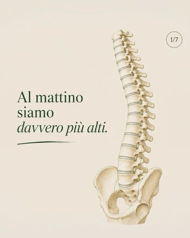 ✨

𝗟𝗔 𝗚𝗥𝗔𝗩𝗜𝗧𝗔̀ 𝗖𝗔𝗠𝗕𝗜𝗔 𝗟𝗔 𝗡𝗢𝗦𝗧𝗥𝗔 𝗔𝗟𝗧𝗘𝗭𝗭𝗔?

La nostra altezza non è una misura perfettamente costante nell’arco della giornata.

Durante le ore trascorse in posizione eretta, la forza di gravità e i carichi che agiscono lungo la colonna determinano una progressiva compressione dei dischi intervertebrali.

I dischi sono strutture ricche di acqua: sottoposti al carico, perdono temporaneamente parte dei loro fluidi e riducono leggermente il proprio spessore. La somma di queste piccole variazioni lungo la colonna può tradursi, a fine giornata, in una riduzione misurabile dell’altezza.

Durante il riposo, quando il carico si riduce, avviene il processo inverso: i dischi si reidratano e recuperano parte del loro spessore. Ecco perché al mattino possiamo essere leggermente più alti rispetto alla sera.

Un fenomeno che diventa ancora più evidente nello spazio: in condizioni di microgravità viene meno gran parte del normale carico assiale sulla colonna e gli astronauti possono diventare temporaneamente più alti di alcuni centimetri.

Al ritorno sulla Terra, con il ripristino dell’azione della gravità, la colonna torna progressivamente verso le condizioni precedenti.

Un piccolo esempio di quanto il corpo non sia una struttura immobile, ma un sistema dinamico capace di adattarsi continuamente alle forze che lo attraversano.

#Anatomia #ColonnaVertebrale #Biomeccanica #MovimentoConsapevole #AnatomiaInMovimento