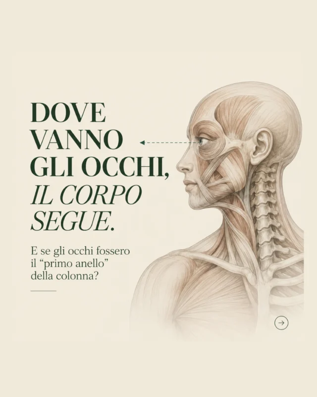 ✨

𝗗𝗢𝗩𝗘 𝗩𝗔𝗡𝗡𝗢 𝗚𝗟𝗜 𝗢𝗖𝗖𝗛𝗜, 𝗩𝗔 𝗔𝗡𝗖𝗛𝗘 𝗟𝗔 𝗖𝗢𝗟𝗢𝗡𝗡𝗔

Gli occhi non servono soltanto a vedere: partecipano all’organizzazione del movimento.

Lo sguardo orienta la testa, influenza il sistema dell’equilibrio e contribuisce alle risposte posturali di tutto il corpo.

Provate un gesto molto semplice: spostate lentamente lo sguardo di lato e osservate come testa, collo e colonna tendano naturalmente a seguirlo.

È come se gli occhi fossero il primo anello di una catena che attraversa tutto il corpo.

Per questo, nel movimento consapevole, anche la direzione dello sguardo può diventare uno strumento di lavoro.

𝗨𝗻𝗼 𝘀𝗴𝘂𝗮𝗿𝗱𝗼 𝗽𝘂𝗼̀ 𝗰𝗮𝗺𝗯𝗶𝗮𝗿𝗲 𝘁𝘂𝘁𝘁𝗮 𝗹𝗮 𝘁𝘂𝗮 𝗽𝗼𝘀𝘁𝘂𝗿𝗮.

#AnatomiaInMovimento #Postura #MovimentoConsapevole #YogaAnatomy #FunctionalMovement