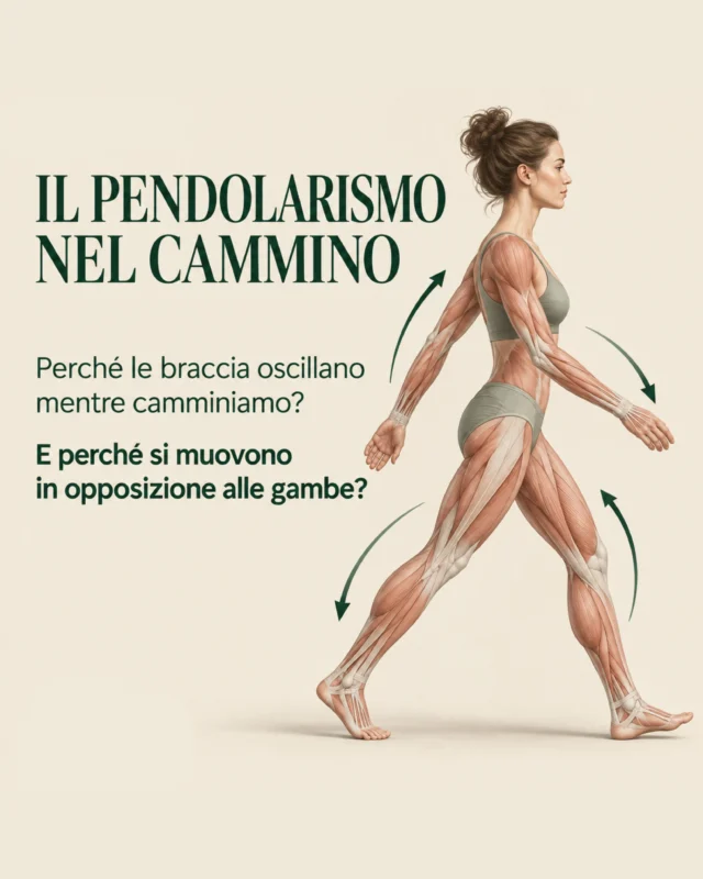 ✨

𝗜𝗟 𝗣𝗘𝗡𝗗𝗢𝗟𝗔𝗥𝗜𝗦𝗠𝗢 𝗡𝗘𝗟 𝗖𝗔𝗠𝗠𝗜𝗡𝗢

Camminare è un gesto globale, nel quale arti superiori e inferiori si organizzano secondo uno schema coordinato.

Durante il passo, l’avanzamento di una gamba si associa naturalmente all’avanzamento del braccio opposto.

Questa alternanza contribuisce a controbilanciare le rotazioni generate dal movimento degli arti inferiori, limitando l’eccessiva rotazione del tronco e favorendo equilibrio, stabilità ed efficienza del gesto.

Il pendolarismo delle braccia non è quindi un movimento accessorio: è parte integrante della biomeccanica del cammino.

Un gesto apparentemente semplice che racconta, ancora una volta, come il corpo non lavori per parti separate, ma attraverso sistemi che si organizzano e collaborano nel movimento.

#biomeccanica #cammino #anatomiafunzionale #movimentoconsapevole #functionalyoga