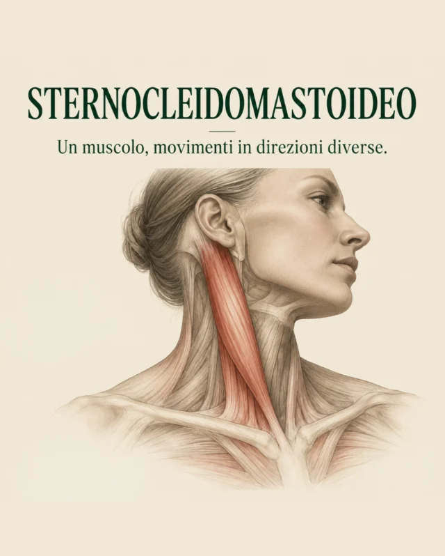 ✨

𝗟𝗢 𝗦𝗧𝗘𝗥𝗡𝗢𝗖𝗟𝗘𝗜𝗗𝗢𝗠𝗔𝗦𝗧𝗢𝗜𝗗𝗘𝗢

Lo utilizziamo ogni volta che ruotiamo o incliniamo la testa, ma la sua funzione non riguarda soltanto il movimento cervicale.

Lo sternocleidomastoideo collega il cranio allo sterno e alla clavicola e, a seconda di quale estremità viene stabilizzata, può partecipare ad azioni differenti.

Quando la testa è libera contribuisce ai movimenti del rachide cervicale.
Quando invece testa e collo sono stabilizzati, può intervenire come muscolo inspiratorio accessorio, contribuendo a sollevare sterno e clavicole e favorendo l’espansione della parte superiore della gabbia toracica.

È un buon esempio di come la funzione di un muscolo non sia mai isolata, ma cambi in relazione ai punti di stabilità, al movimento e al respiro.

Dal movimento della testa al respiro, un muscolo ci racconta quanto il corpo sia fatto di connessioni.

#anatomia #biomeccanica #sternocleidomastoideo #movimento #respirazione