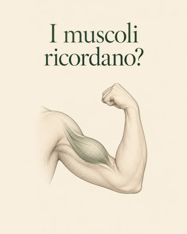 ✨

𝗜 𝗺𝘂𝘀𝗰𝗼𝗹𝗶 𝗿𝗶𝗰𝗼𝗿𝗱𝗮𝗻𝗼?

Dopo una pausa, il corpo può recuperare più rapidamente alcune capacità già allenate. La “memoria muscolare” coinvolge sia il sistema nervoso sia il tessuto muscolare.

Con la pratica, il sistema nervoso affina l’attivazione e la coordinazione dei muscoli. Parte di questo apprendimento può conservarsi, rendendo più familiari i movimenti quando si riprende.

Anche nelle fibre muscolari possono restare tracce dell’allenamento: alcuni studi hanno osservato la persistenza di nuclei acquisiti durante l’esercizio e di modificazioni che regolano l’attività dei geni. Il loro contributo al recupero della massa muscolare è ancora in studio.

Un movimento familiare, però, non significa che forza e resistenza siano già quelle di prima. Riprendere gradualmente permette di valorizzare il lavoro passato, rispettando le capacità del momento.

#MemoriaMuscolare #Anatomia #Allenamento #ControlloMotorio #MovimentoConsapevole